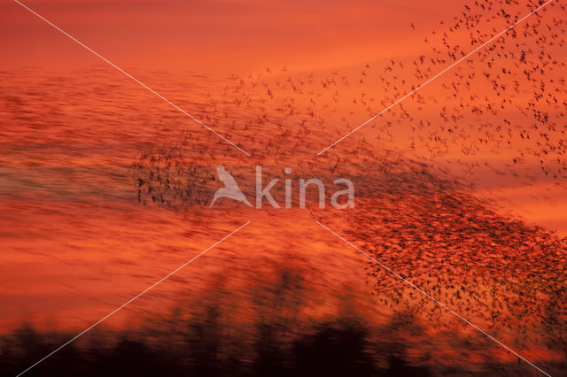 Spreeuw (Sturnus vulgaris)