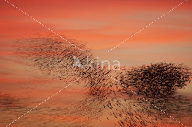 Spreeuw (Sturnus vulgaris)