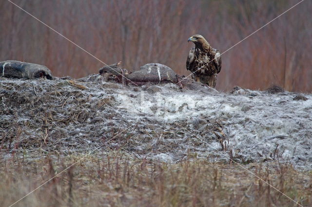 Golden Eagle (Aquila chrysaetos)