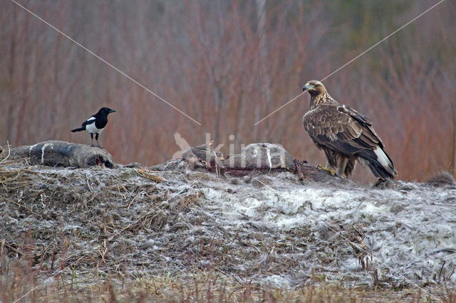 Steenarend (Aquila chrysaetos)