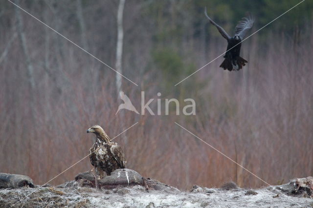 Golden Eagle (Aquila chrysaetos)