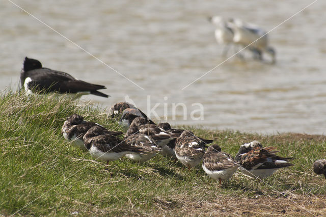 Ruddy Turnstone (Arenaria interpres)