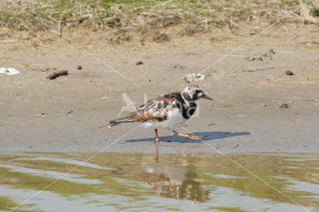 Ruddy Turnstone (Arenaria interpres)