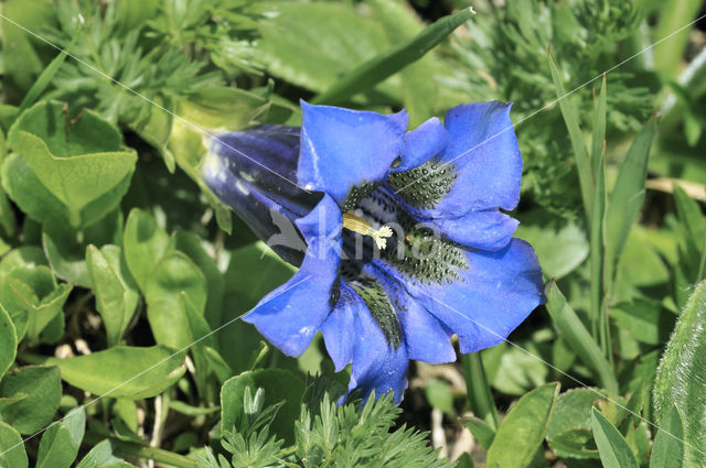 Stemless gentian (Gentiana acaulis)