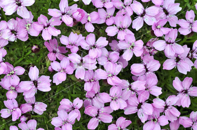 moss campion (Silene acaulis)