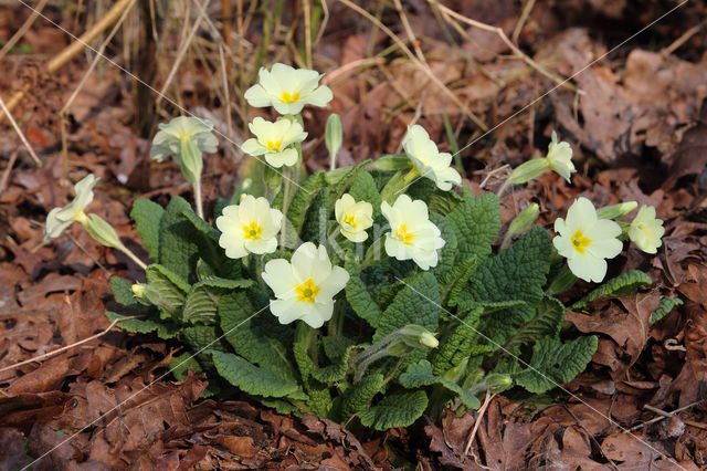 Primrose (Primula vulgaris)