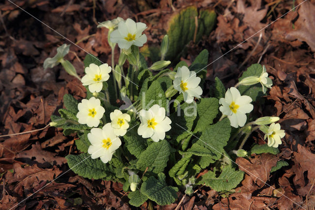 Primrose (Primula vulgaris)