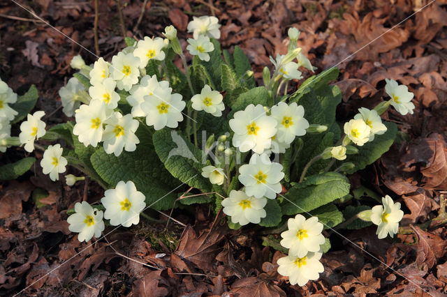 Stengelloze sleutelbloem (Primula vulgaris)