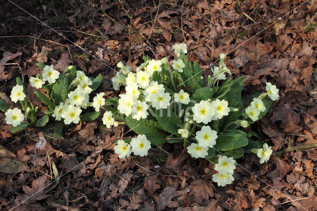 Primrose (Primula vulgaris)