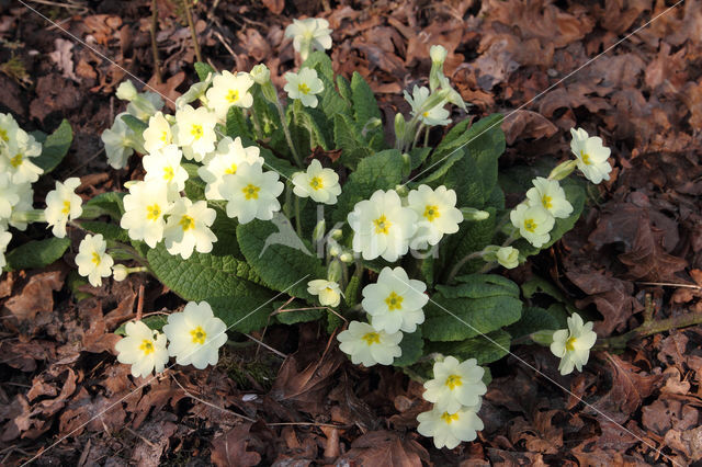 Stengelloze sleutelbloem (Primula vulgaris)