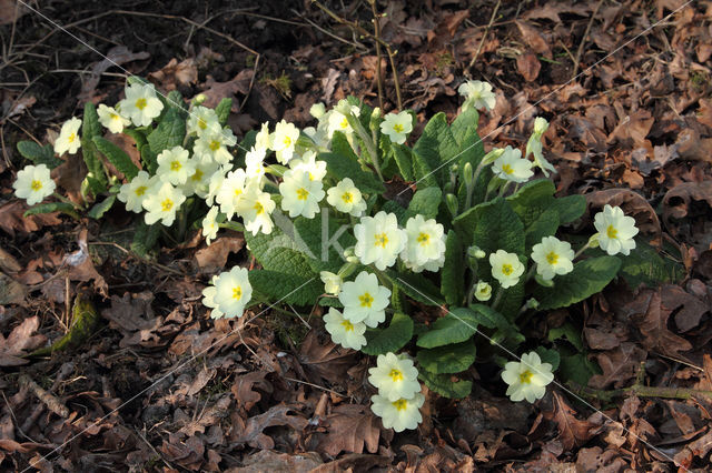 Primrose (Primula vulgaris)