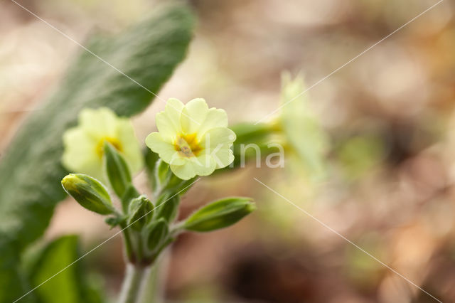 Primrose (Primula vulgaris)