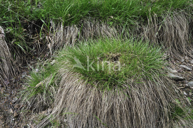 Sterzegge (Carex echinata)