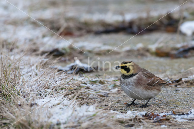 Shore Lark (Eremophila alpestris)