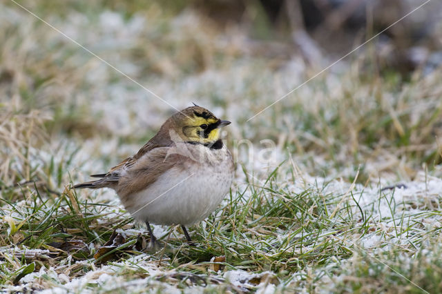 Shore Lark (Eremophila alpestris)