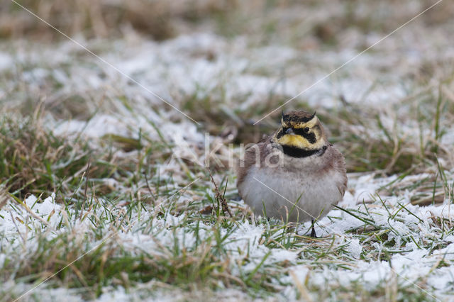 Shore Lark (Eremophila alpestris)