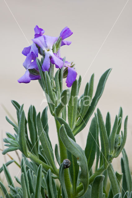 Sea Stock (Matthiola sinuata)