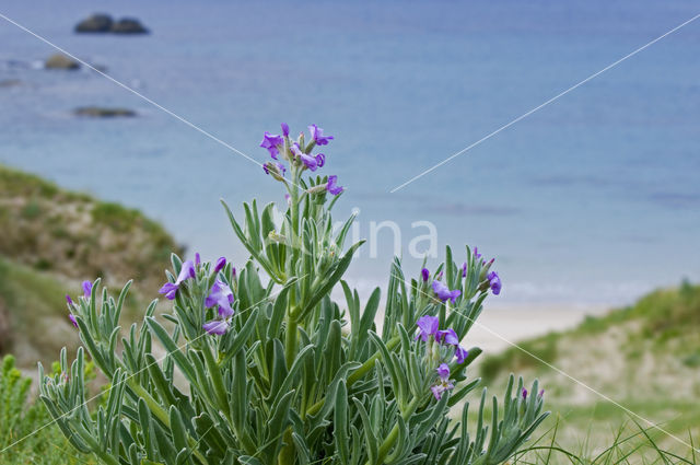 Strandviolier (Matthiola sinuata)