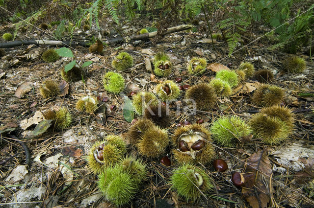 Tamme kastanje (Castanea sativa)