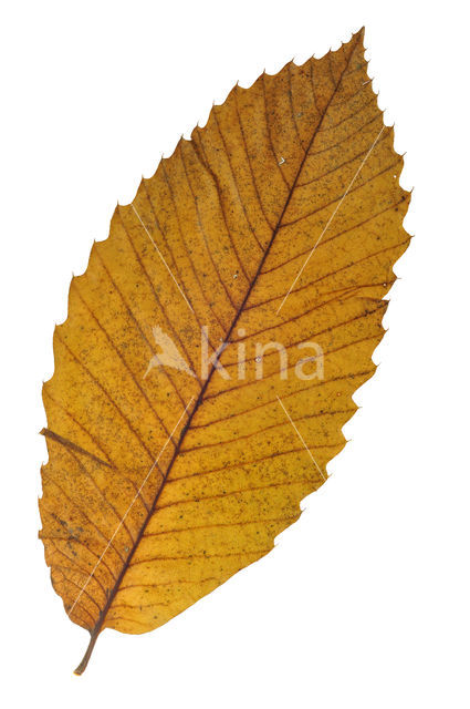 Sweet Chestnut (Castanea sativa)