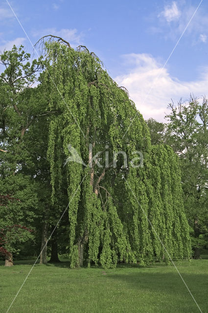 Weeping beech (Fagus sylvatica Pendula)