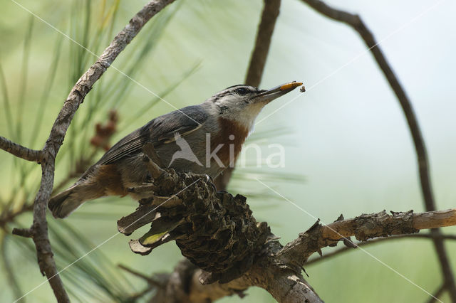 Krueper's Nuthatch (Sitta krueperi)