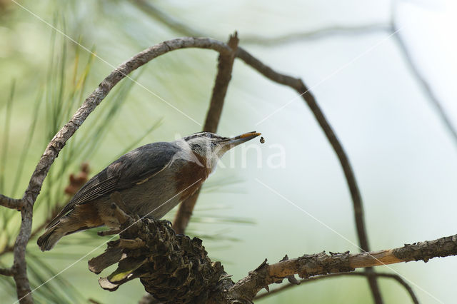 Krueper's Nuthatch (Sitta krueperi)