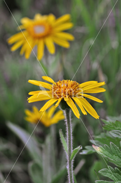 Arnica (Arnica montana)