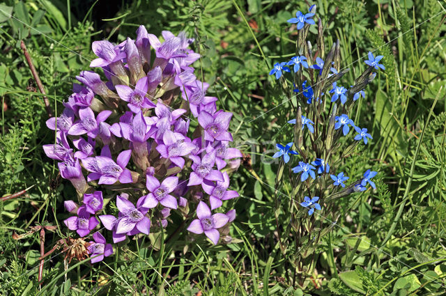 Field Gentian (Gentianella campestris)