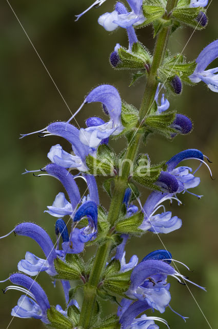 Meadow Clary (Salvia pratensis)