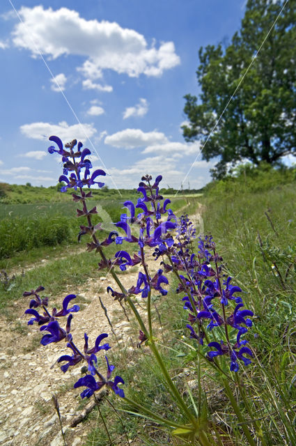 Veldsalie (Salvia pratensis)