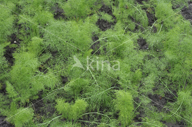 Fennel (Foeniculum vulgare)