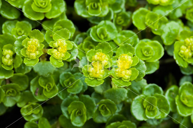 Verspreidbladig goudveil (Chrysosplenium alternifolium)