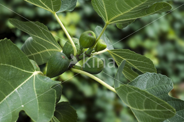 Fig (Ficus carica)