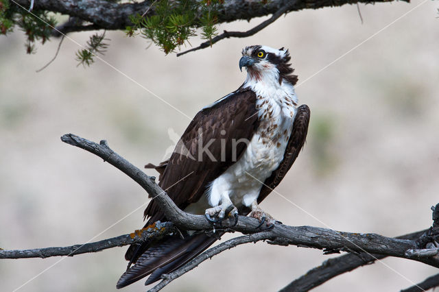 Visarend (Pandion haliaetus)