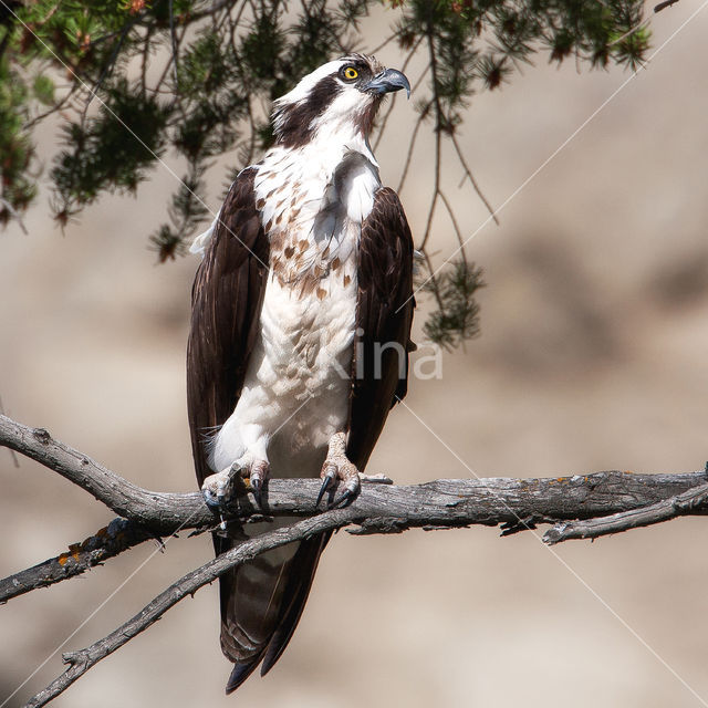 Visarend (Pandion haliaetus)