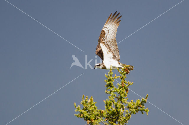 Visarend (Pandion haliaetus)