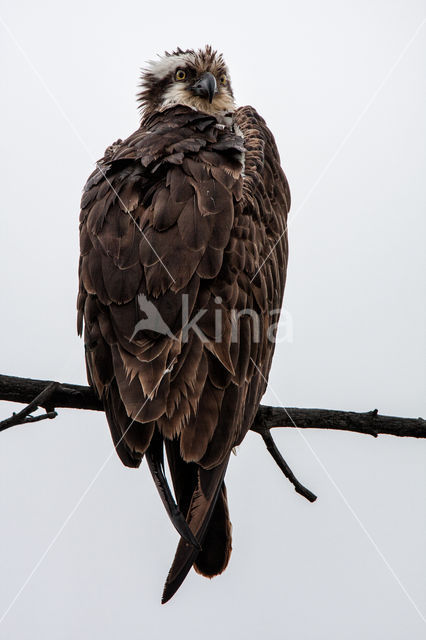 Osprey (Pandion haliaetus)