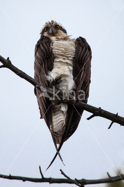 Osprey (Pandion haliaetus)