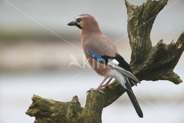 Vlaamse Gaai (Garrulus glandarius)