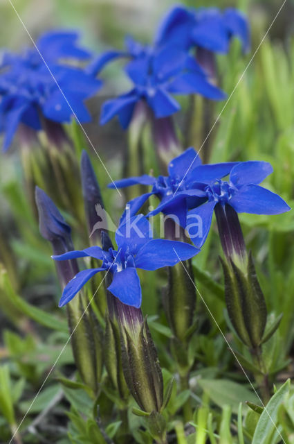 Spring gentian (Gentiana verna)