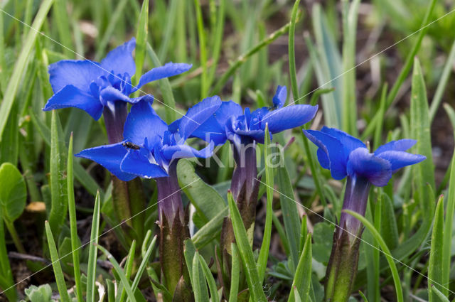 Voorjaarsgentiaan (Gentiana verna)