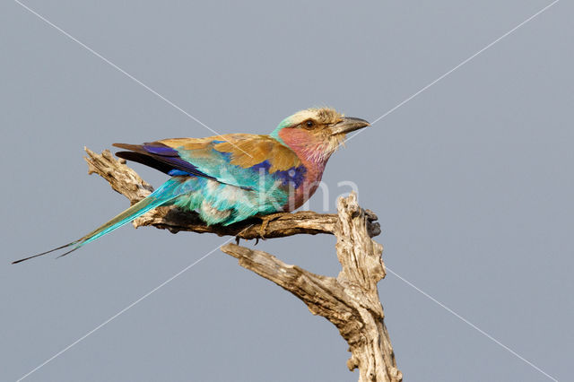 Lilac-breasted Roller (Coracias caudatus)