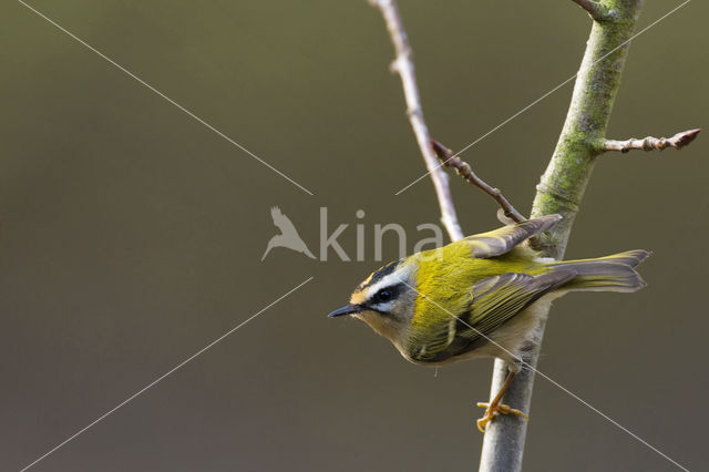 Vuurgoudhaantje (Regulus ignicapillus)