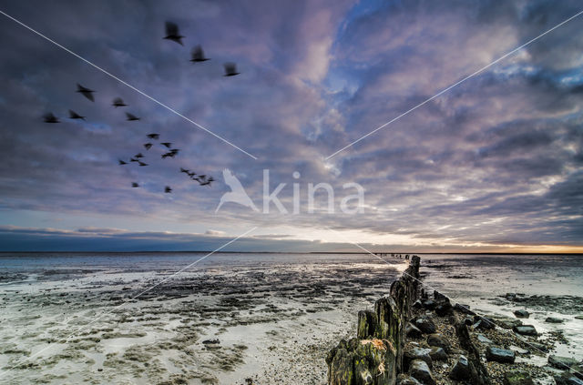 Wadden Sea