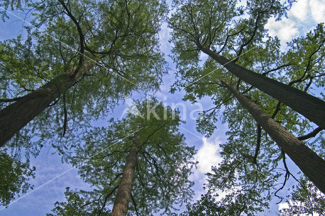 dawn redwood (Metasequoia glyptostroboides)