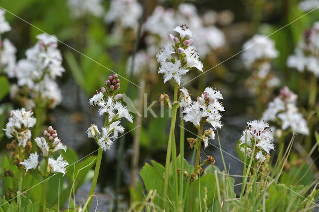 common buckbean (Menyanthes trifoliata)