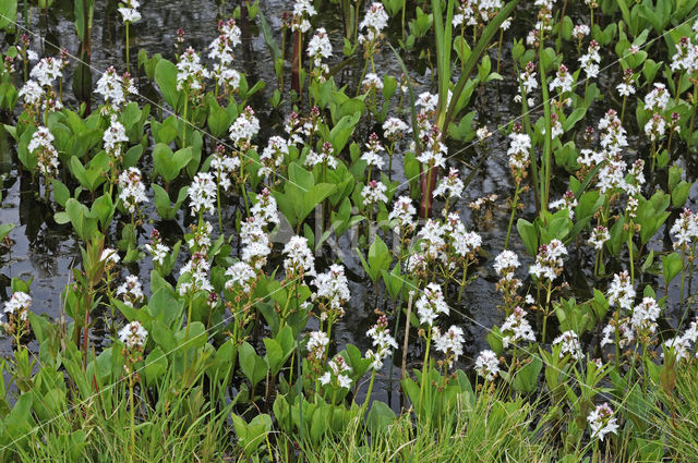 common buckbean (Menyanthes trifoliata)