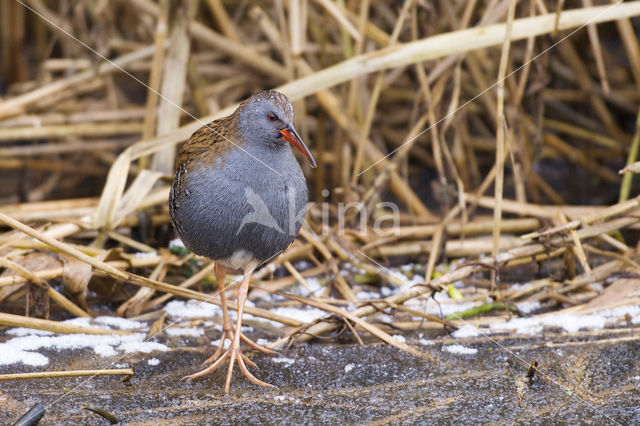 Waterrail (Rallus aquaticus)