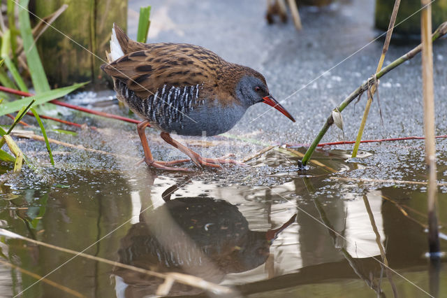 Waterrail (Rallus aquaticus)